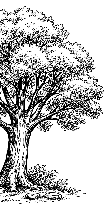 Schwarz-weiße Illustration eines Baumes mit dichter Krone
